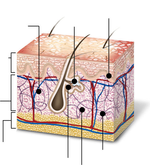 Haut Erklart Anatomie Der Haut Und Hauttypen Zustande Skinceuticals